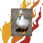 #Litducks