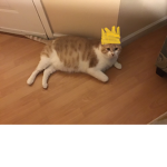 Cats are cute but kings