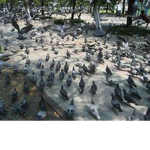 The pro gang of pigeons
