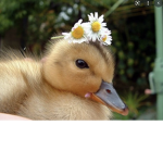 Sammie's Ducklings:Duck Army Official