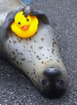 THE SEALS AND DUCK ARMY