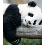 Pandas Clothing Line