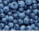 I Love Blueberries so Much
