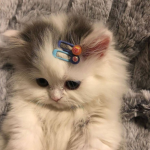 Blueberriepie