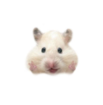 Littlestrawberry