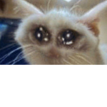 Papaj uwu