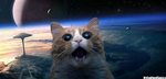 da cat group!!!!!