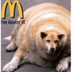 PawsForLove