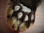 HauntedPaws