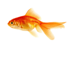 The fishey men