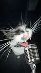 uwumeow