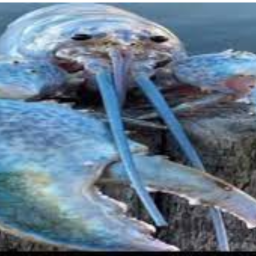 Rare Blue lobster cult 😱