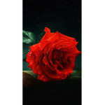 Rosemaries Family