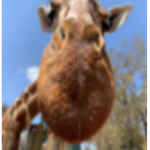 The Giraffe Republic