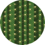 Cactus!