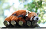 PandaBabies