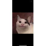 Thebubbub