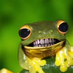 The Froggy Government