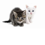 Loving Cats Forever