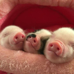 the piggy gang :)