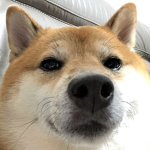 7shiba corporation