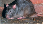 STINKY RATS SQUAD