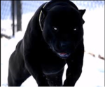 Da_Dogs