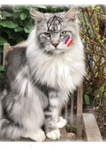 #love cat