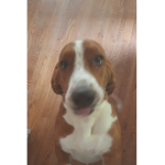 Dogs are the best!!!