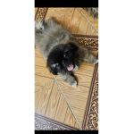 Simba_cat