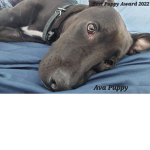 Ava Puppy Studios