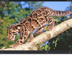 Tropical Forest Animals