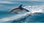 Dolphin Gaming Squad