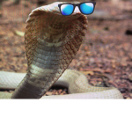 The cobra gamers!