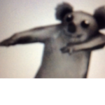 Team Koala!