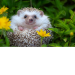 Hedgehog squad yay