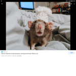 Rat-Kingdom-Always