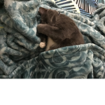 Poopers_cats