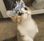 Lord of pings