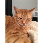 Hybrid cat club