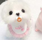littl pupp :3