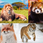Animal Friends Jungle