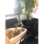 DOGS AND DOGES UNITED