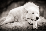 Summer Wolf's