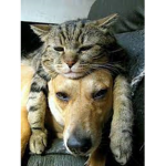 Cats and Dogs best friends group