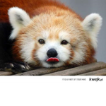 my best friends is panda