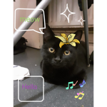 cute angel kitty cat group