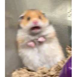 SCARED BOI
