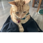 Aesthetic_CAT GAMER