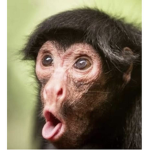 Weird monkey